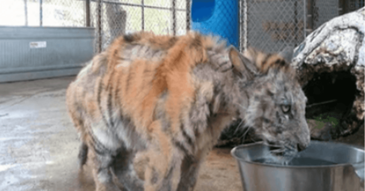 Cachorro de tigre abandonado es rescatado de un circo y se recupera increíblemente
