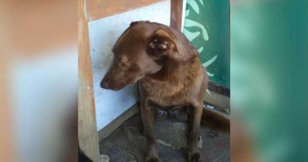 Perro deprimido estuvo solo en un refugio durante 2 años y reconoció un olor familiar