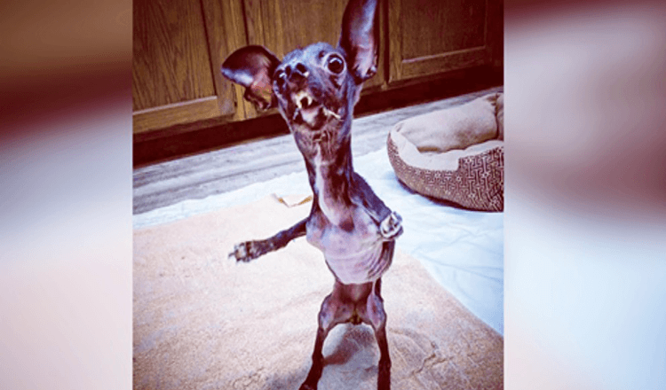 Rescatadora de perros no podía dejar de llorar después de encontrar a un cachorro deforme envuelto en una manta